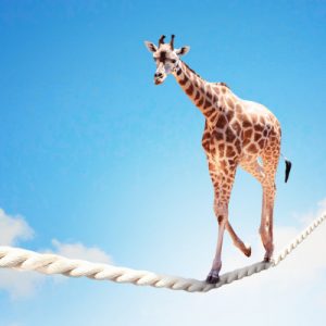 A giraffe, walking very gracefully and confidently on a tight rope, stretching from one end of the sky to the other.