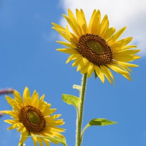 Image of a couple of sunflowers, enjoying the sunshine, with a clear blue sky background