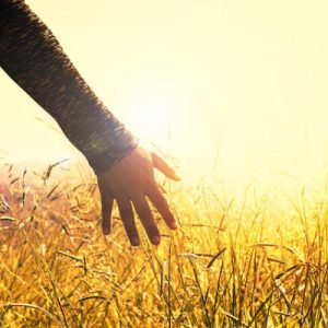 image of a hand brushing the heads of corn in a cornfield, while the sun sets, on a peaceful summers evening